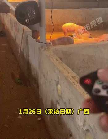 广西一养殖厂在猪舍放嗨曲：让猪心情愉悦肉质更好